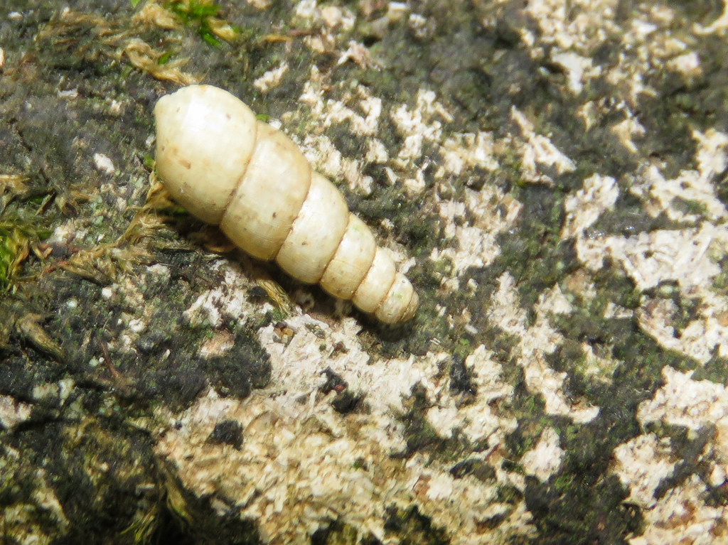 Tiny Awlsnail