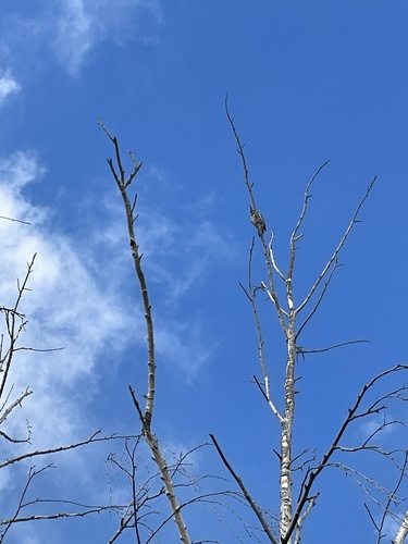 Northern Flicker