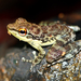 Palawan Rock Frog - Photo (c) Jonah van Beijnen, some rights reserved (CC BY-NC), uploaded by Jonah van Beijnen
