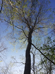 Dalbergia granadillo