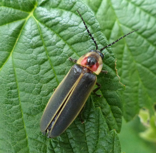Common Eastern Firefly, photo 6 of 10