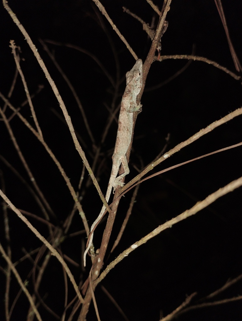 La Palma Anole