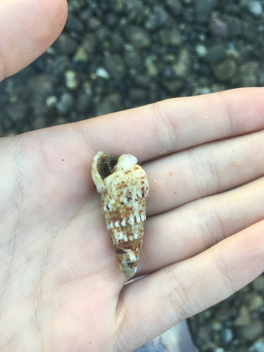 Cerithium obeliscus observed 2019-06-16