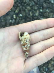 Rhinoclavis sinensis