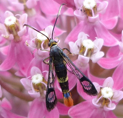 Synanthedon acerrubri