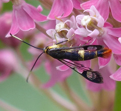 Synanthedon acerrubri