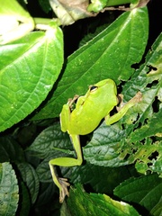 Zhangixalus prasinatus