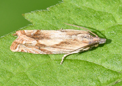 Eucosma radiatana