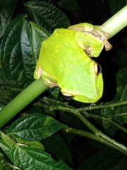Zhangixalus prasinatus