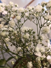 Gypsophila