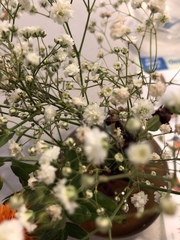 Gypsophila