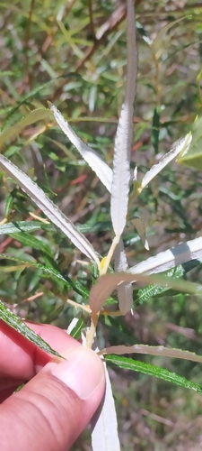 Image of Salix eleagnos by (c) Jorge Íñiguez, some rights reserved (CC BY)
