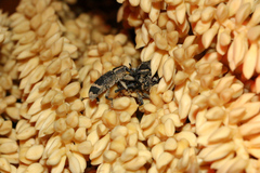 Odontoderes transversalis