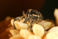 Odontoderes transversalis