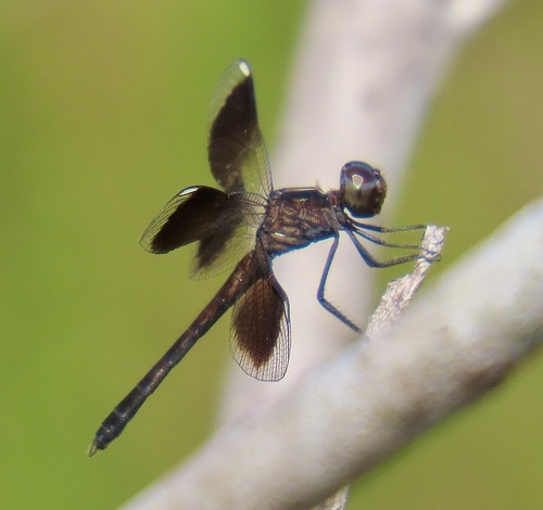 Ypirangathemis calverti