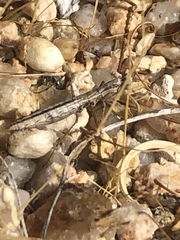 Litaneutria pacifica