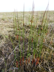 Juncus arcticus