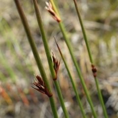 Juncus arcticus