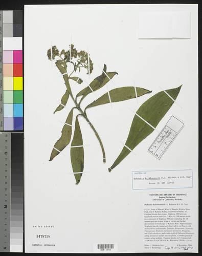 Dubautia kalalauensis