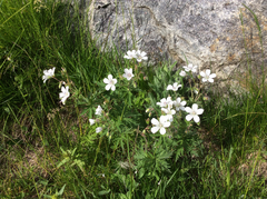 Geranium rivulare