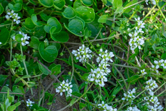 Cochlearia