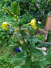Oenothera oehlkersi