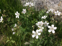 Geranium rivulare