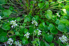 Cochlearia