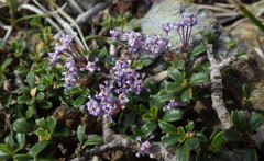 Ceanothus pumilus