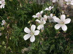 Geranium rivulare