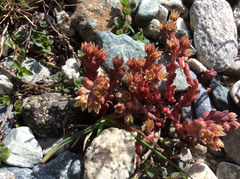 Sedum atratum