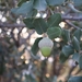 Quercus ilex - Photo (c) Izan Lopez Vergel, μερικά δικαιώματα διατηρούνται (CC BY-NC), uploaded by Izan Lopez Vergel