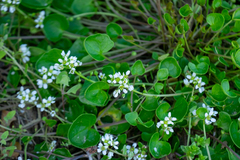 Cochlearia