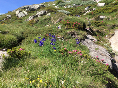 Aquilegia alpina