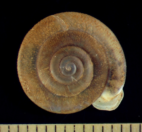 Franklin Mountain Woodland Snail