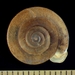 Woodlandsnails - Photo (c) Ben Hutchins, some rights reserved (CC BY-NC), uploaded by Ben Hutchins