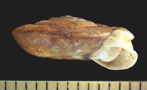 Franklin Mountain Woodland Snail
