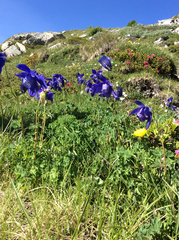 Aquilegia alpina