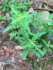 Aureolaria pedicularia