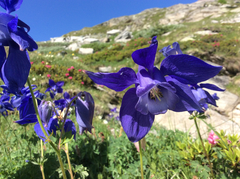 Aquilegia alpina