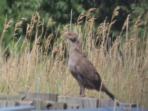 iNaturalist observation 2024-08-17