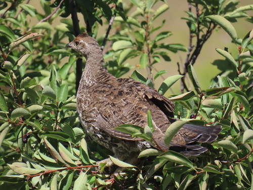 iNaturalist observation 2024-08-17