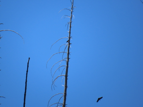 iNaturalist observation 2024-08-17