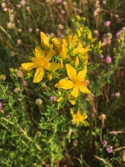 Hypericum perforatum