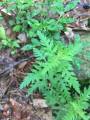 Aureolaria pedicularia
