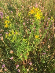 Hypericum perforatum