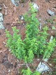 Aureolaria pedicularia