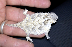 Phrynosoma coronatum