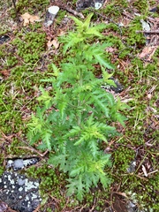Aureolaria pedicularia