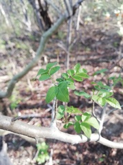 Bursera silviae